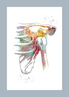 Amélioration de la microcirculation dans les tissus articulaires et musculaires